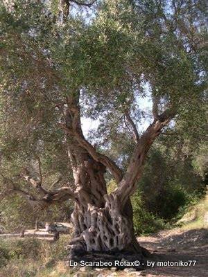 ulivo secolare Paxos Kaki Lagada