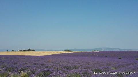 piana di Valensole